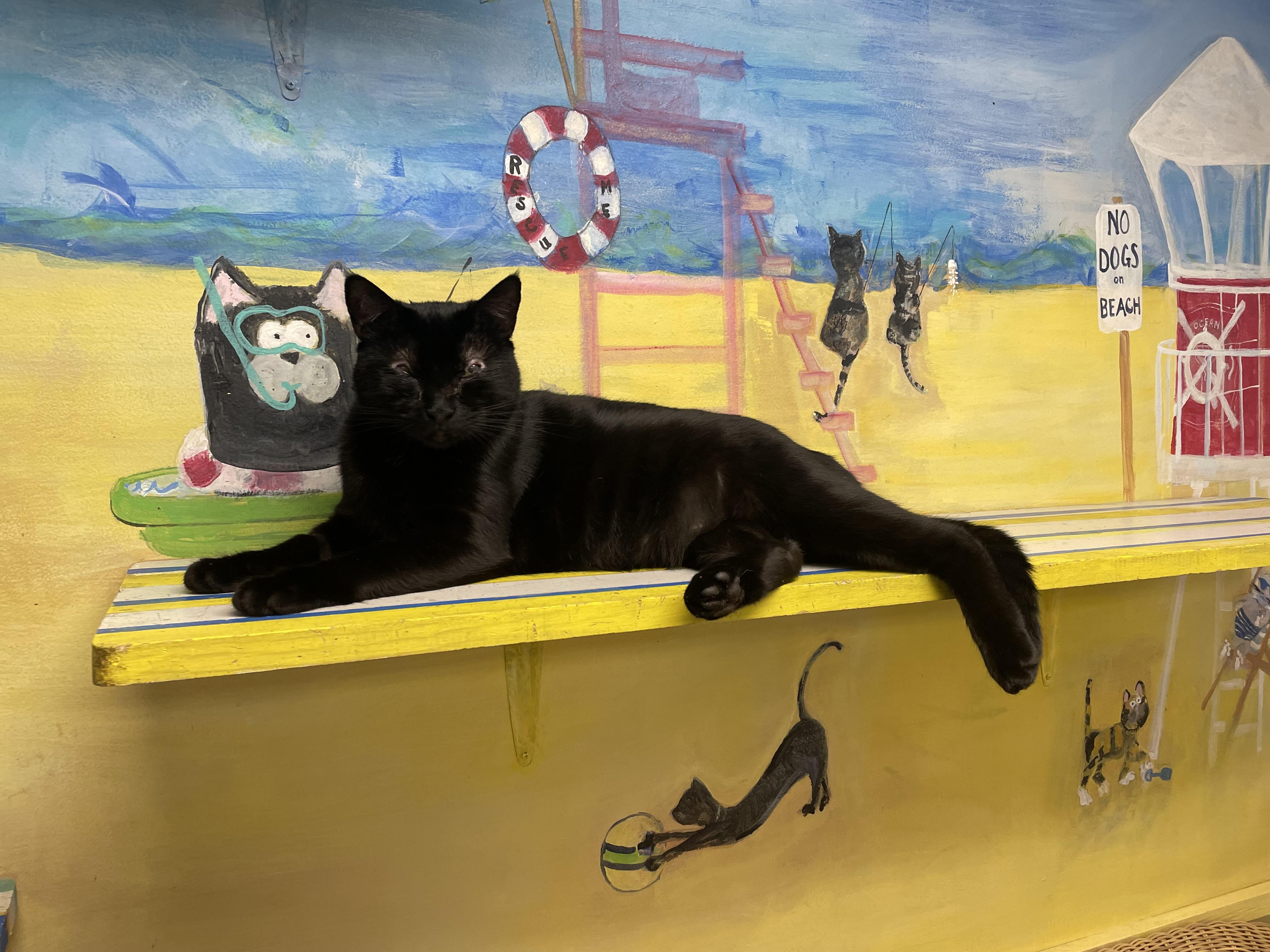 Lady Bug, a ADOPTABLE Domestic Short Hair in Fernandina Beach, FL image 4/5