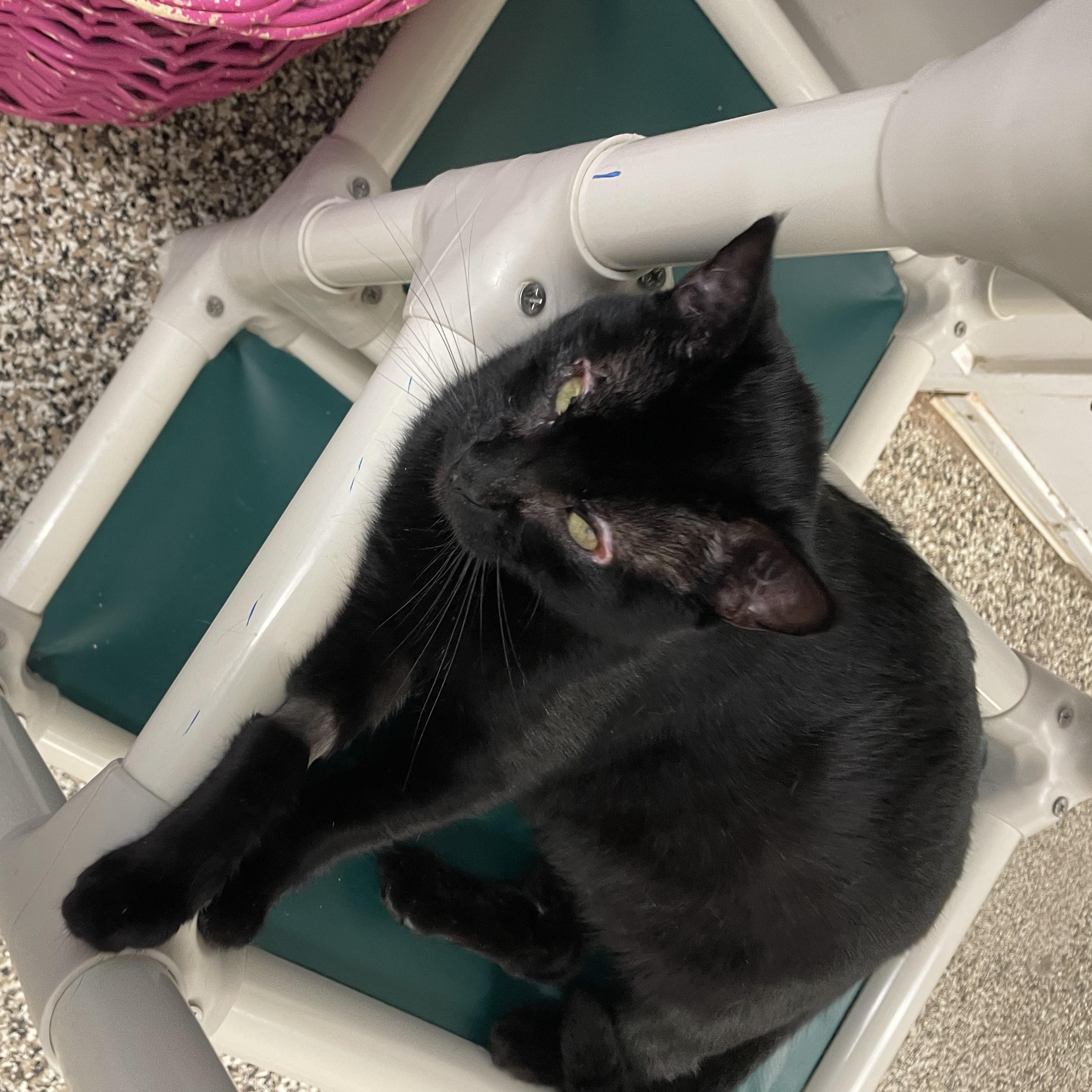 Lady Bug, a ADOPTABLE Domestic Short Hair in Fernandina Beach, FL image 5/5