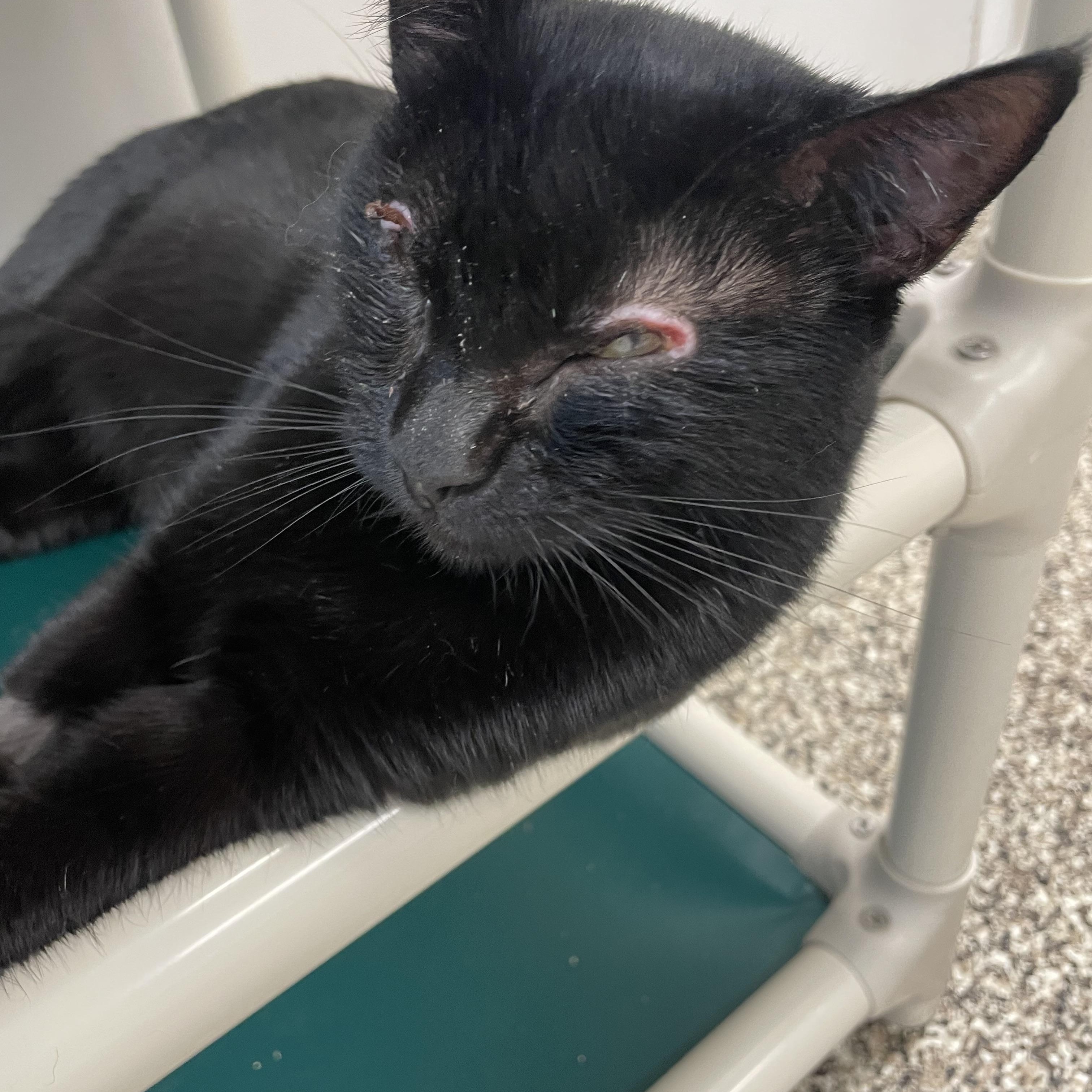 Lady Bug, a ADOPTABLE Domestic Short Hair in Fernandina Beach, FL image 3/5