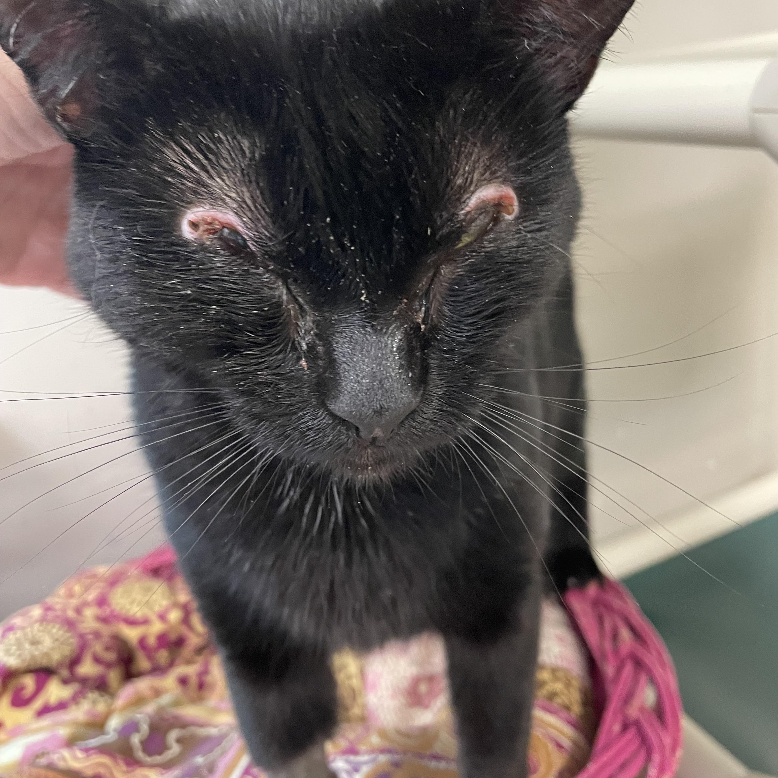 Lady Bug, a ADOPTABLE Domestic Short Hair in Fernandina Beach, FL image 2/5