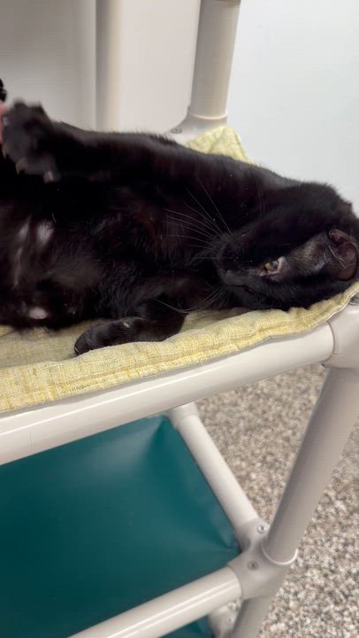 Enlarge Lady Bug, an adoptable Domestic Short Hair in Fernandina Beach, FL video 5/5