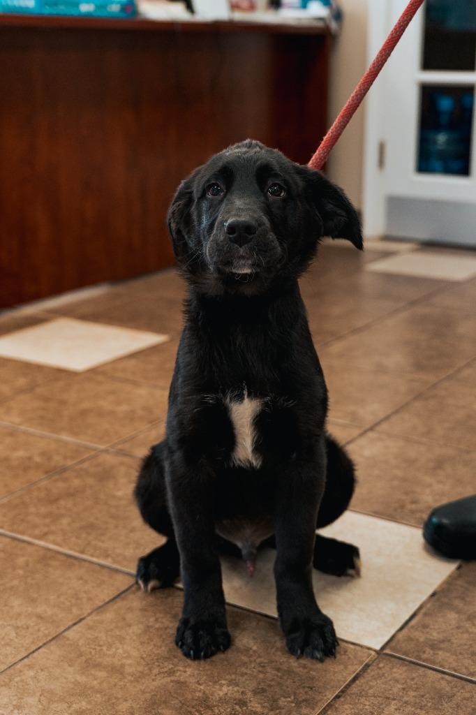 Mixed puppy 1(Ohm), a Adoptable mixed breed in Mocksville, NC image 1/6