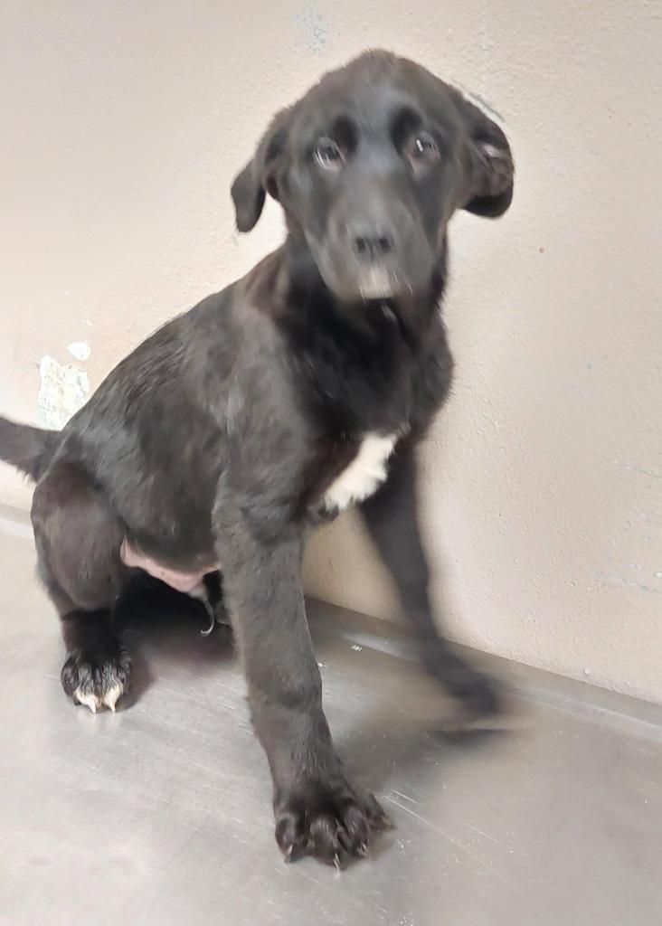 Mixed puppy 1(Ohm), a Adoptable mixed breed in Mocksville, NC image 2/6