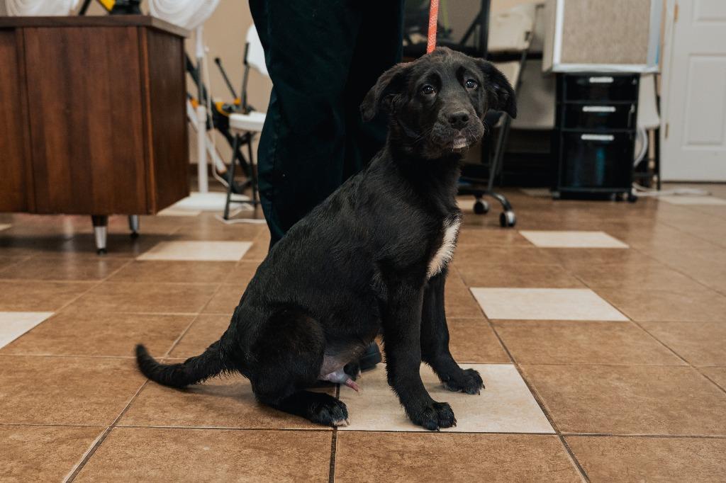 Mixed puppy 1(Ohm), a Adoptable mixed breed in Mocksville, NC image 4/6