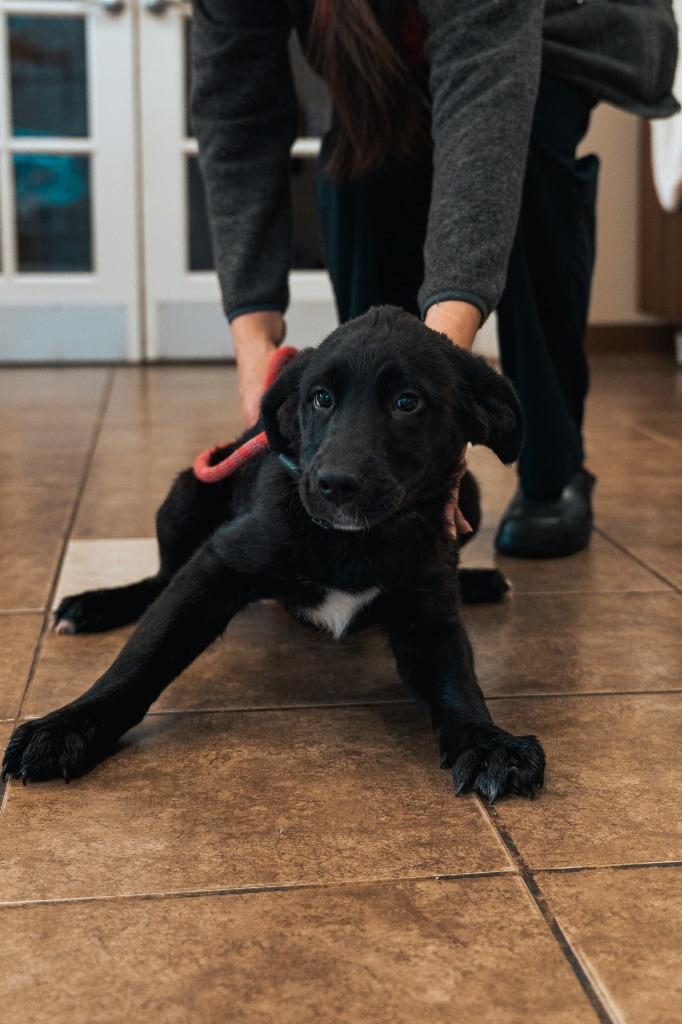 Mixed puppy 1(Ohm), a Adoptable mixed breed in Mocksville, NC image 5/6