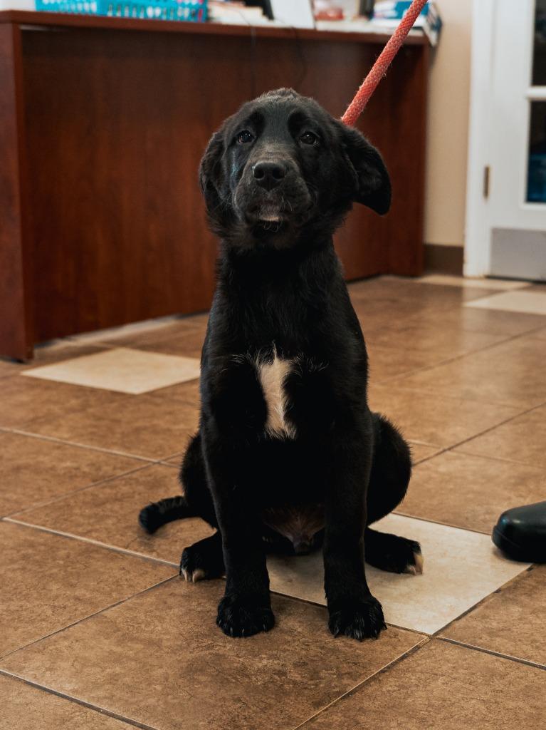 Mixed puppy 1(Ohm), a Adoptable mixed breed in Mocksville, NC image 6/6