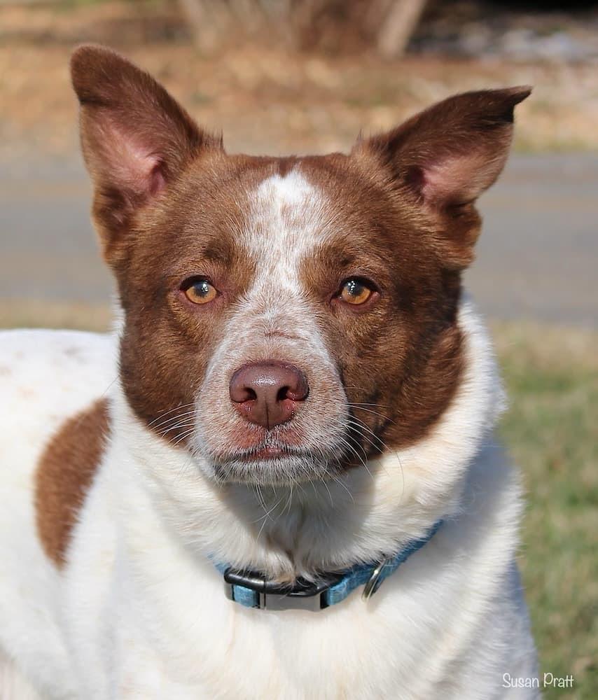 Billy, Adoptable, Adult Male Cattle Dog.