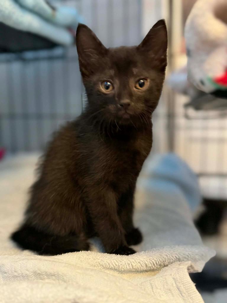 Enlarge Cocoa, a Adoptable mixed breed in Orlando, FL image 1/3