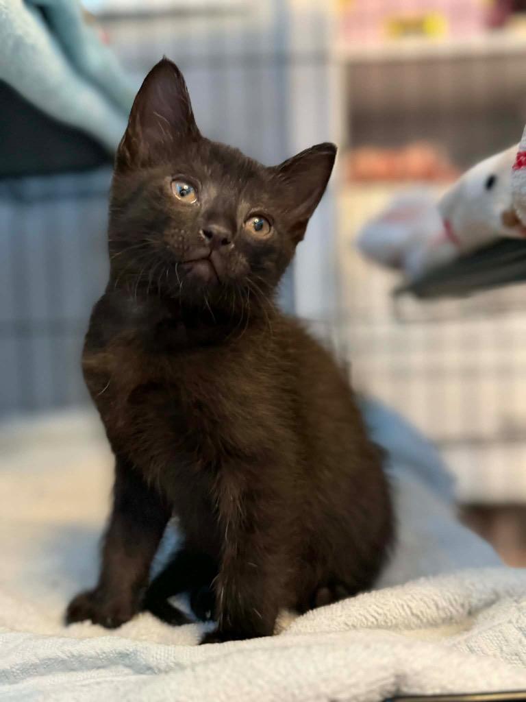 Enlarge Cocoa, a Adoptable mixed breed in Orlando, FL image 3/3