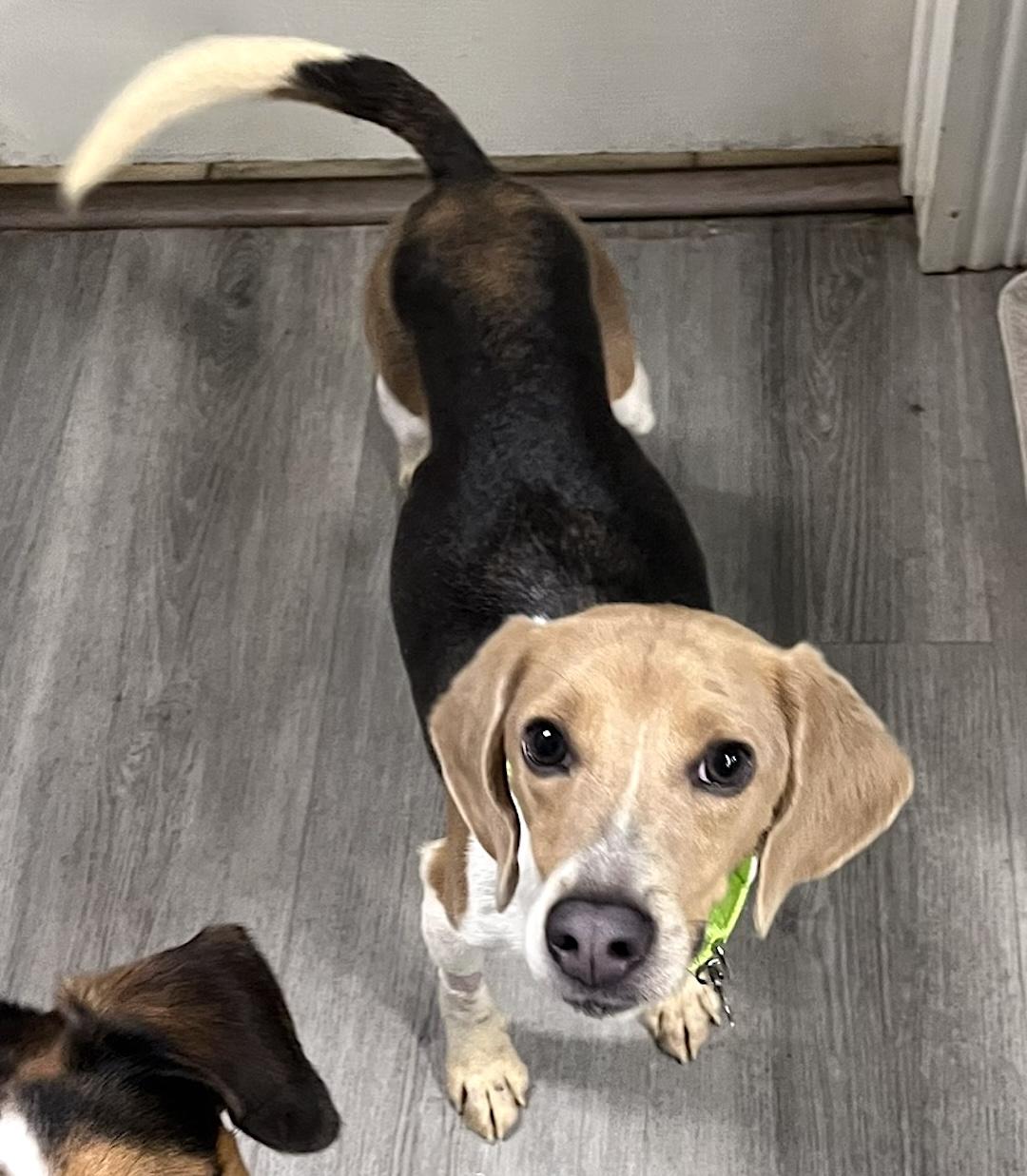 Bagley, a ADOPTABLE Beagle in Tomball, TX image 3/5