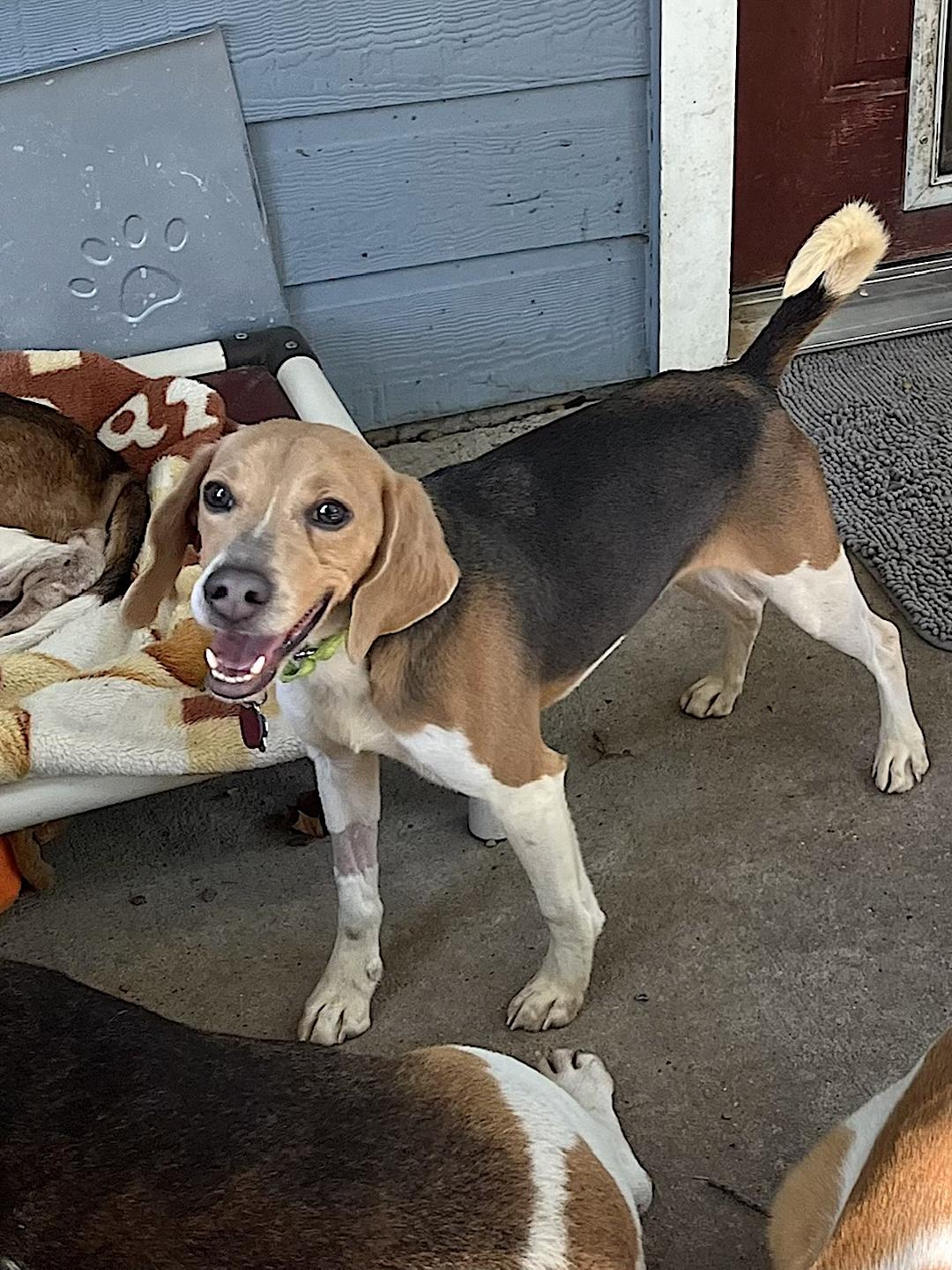 Bagley, a ADOPTABLE Beagle in Tomball, TX image 5/5