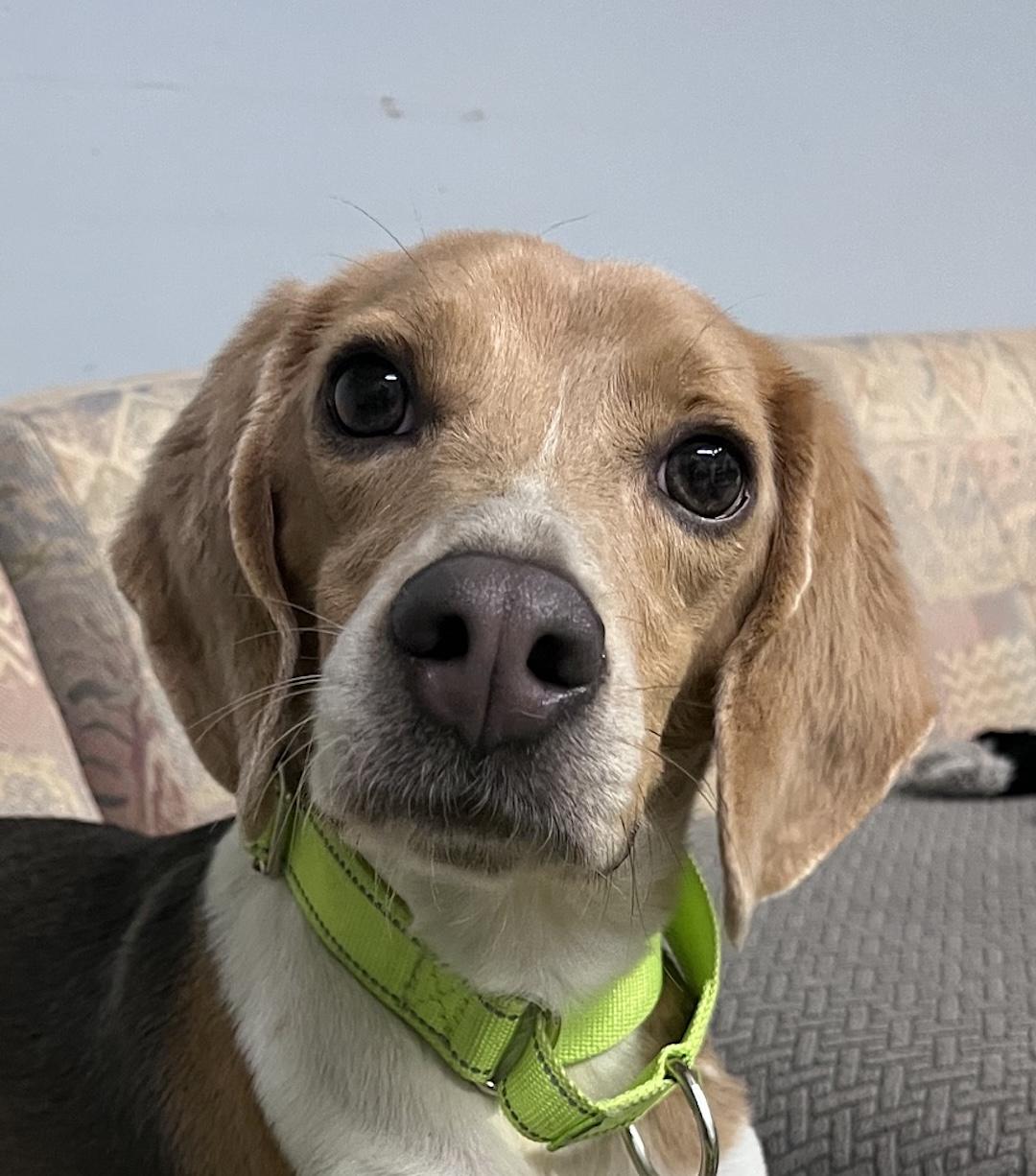 Bagley, ADOPTABLE, Adult Male Beagle.