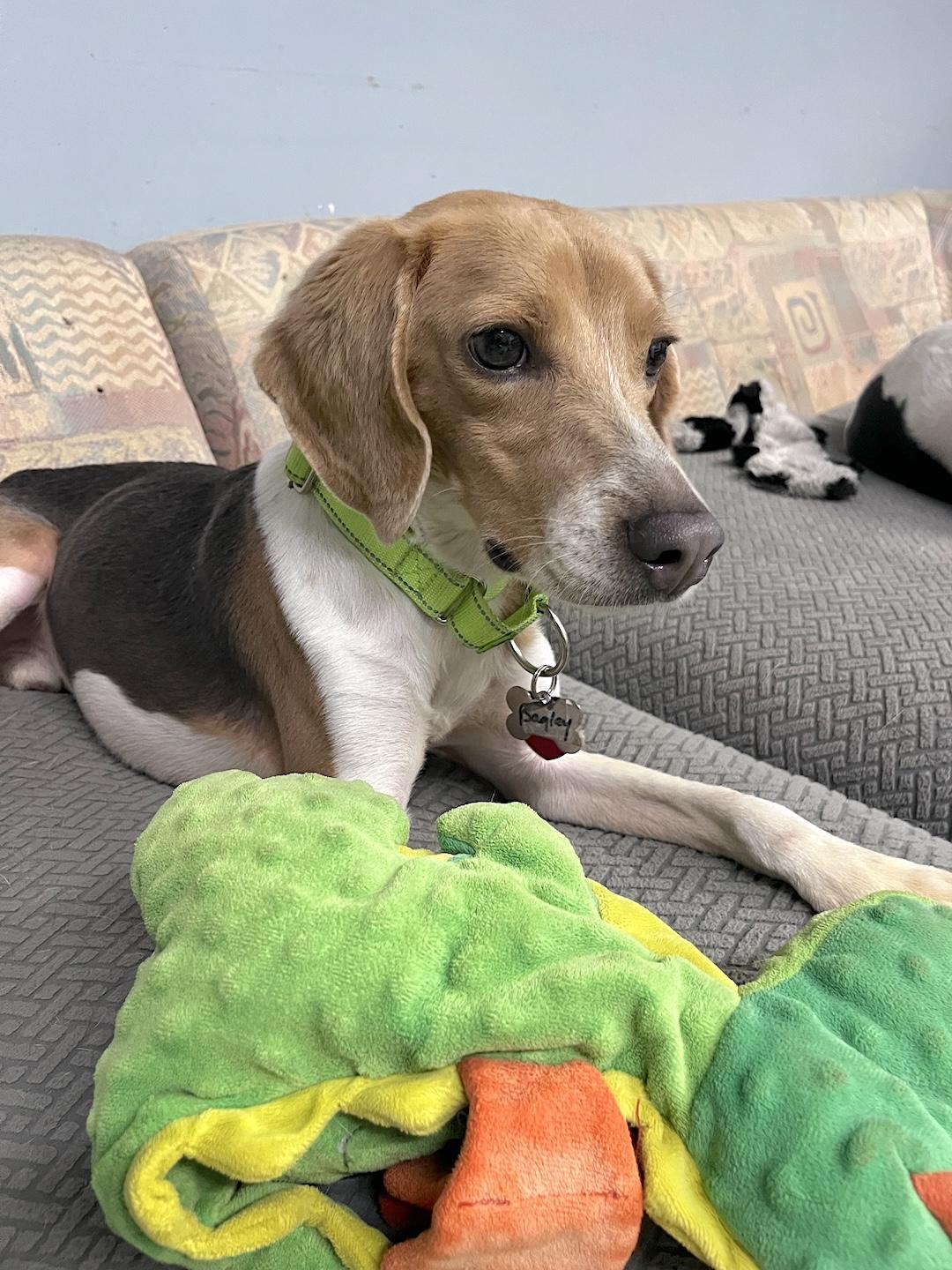 Bagley, a ADOPTABLE Beagle in Tomball, TX image 2/5