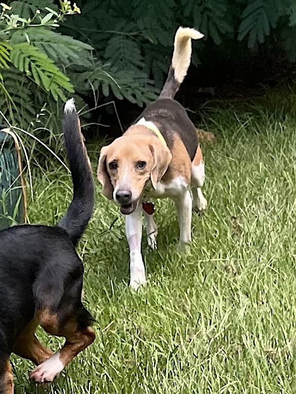 Bagley, a ADOPTABLE Beagle in Tomball, TX image 4/5