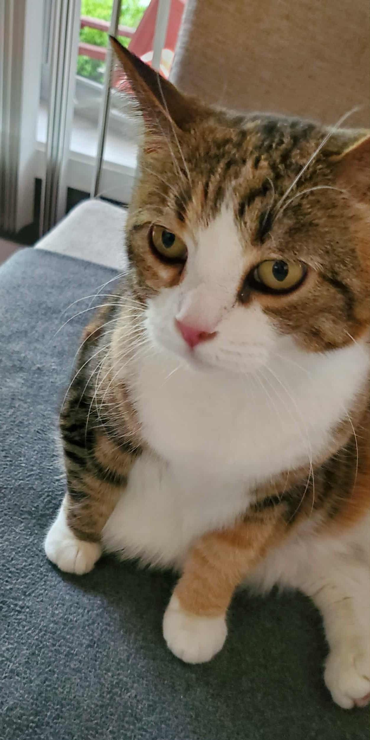 Enlarge CAYENNE (CR/SC), a Adoptable Domestic Short Hair in Sainte-Angele-de-Monnoir, QC image 3/9