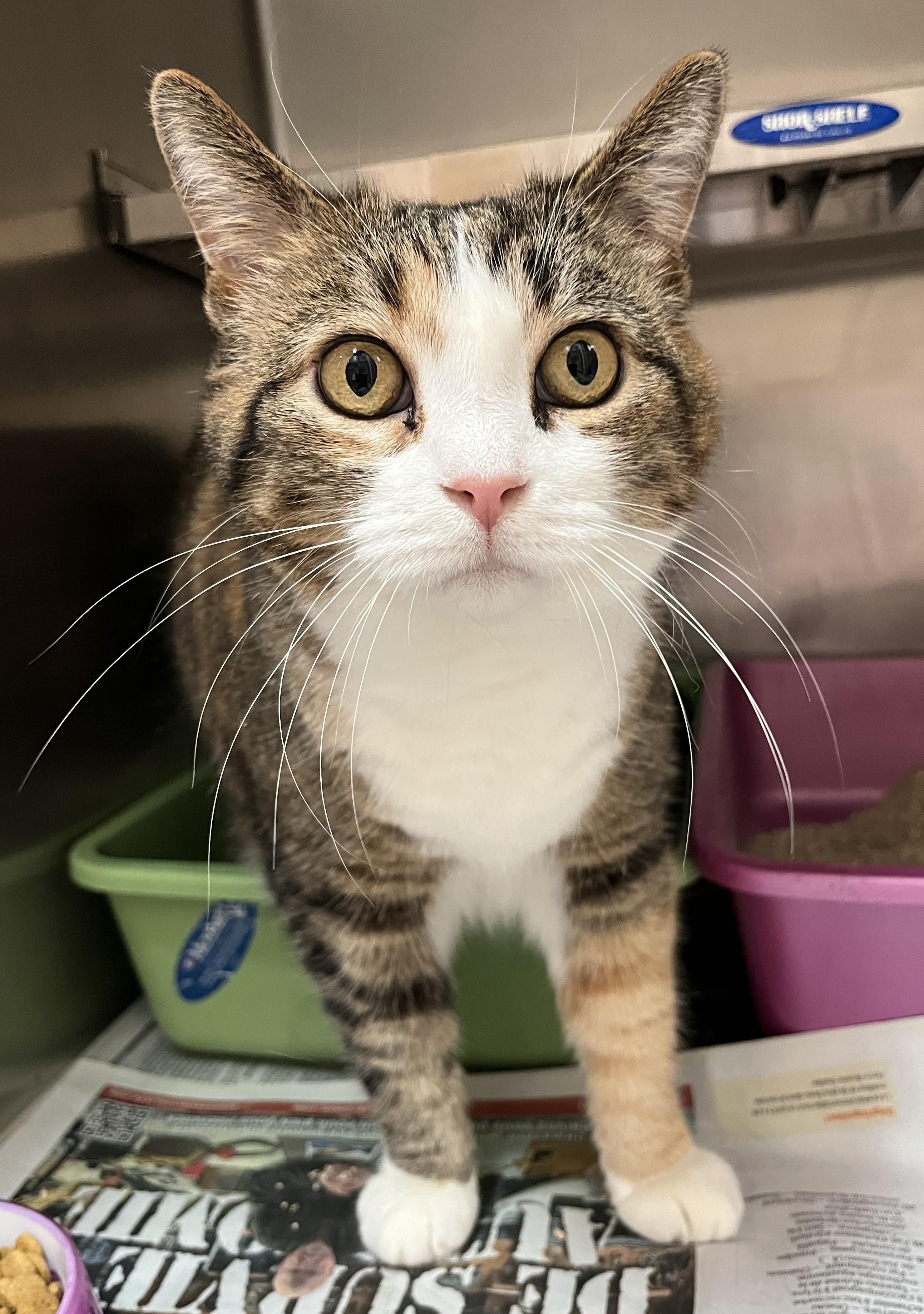 Enlarge CAYENNE (CR/SC), a Adoptable Domestic Short Hair in Sainte-Angele-de-Monnoir, QC image 8/9