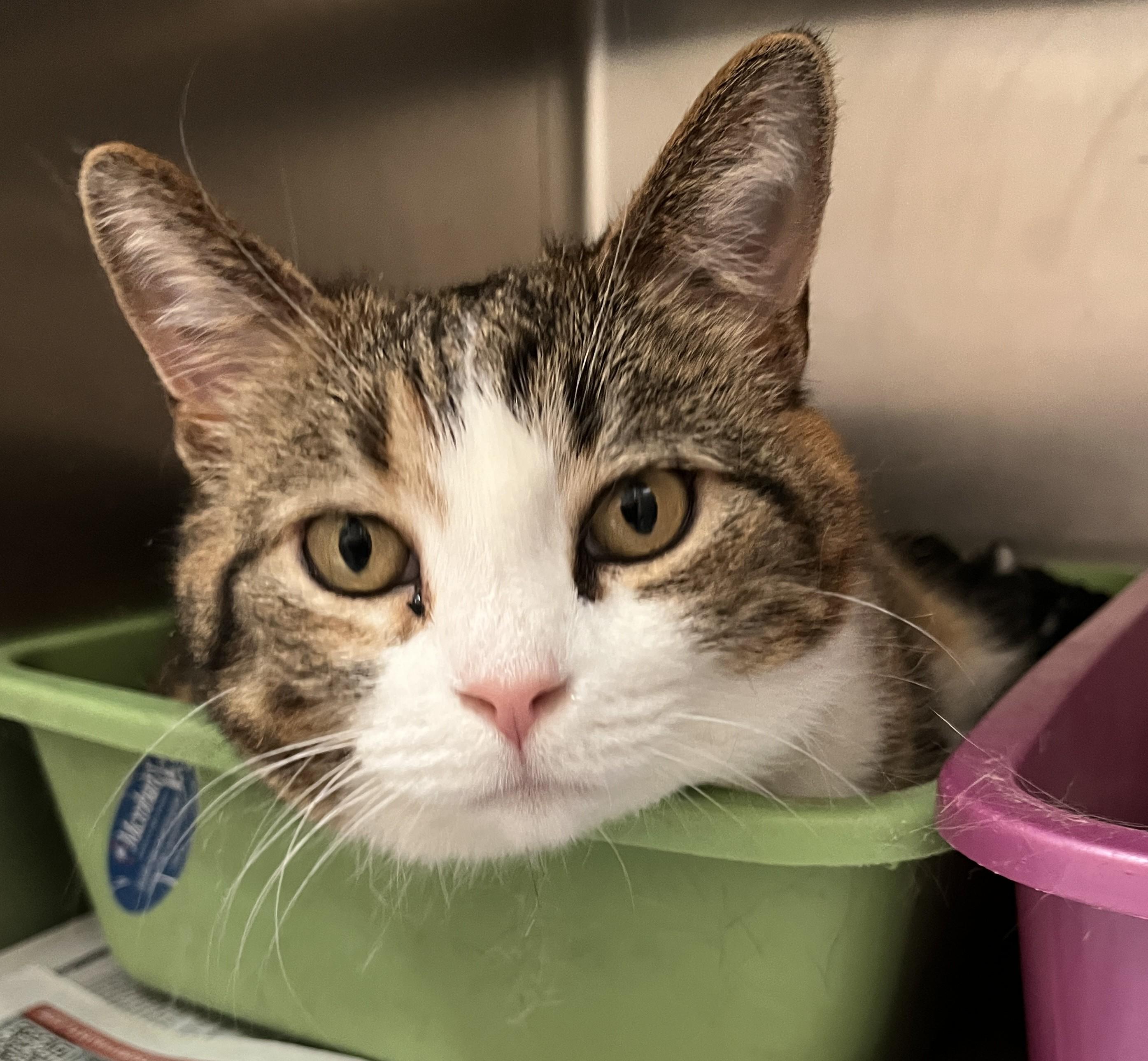 Enlarge CAYENNE (CR/SC), a Adoptable Domestic Short Hair in Sainte-Angele-de-Monnoir, QC image 6/9