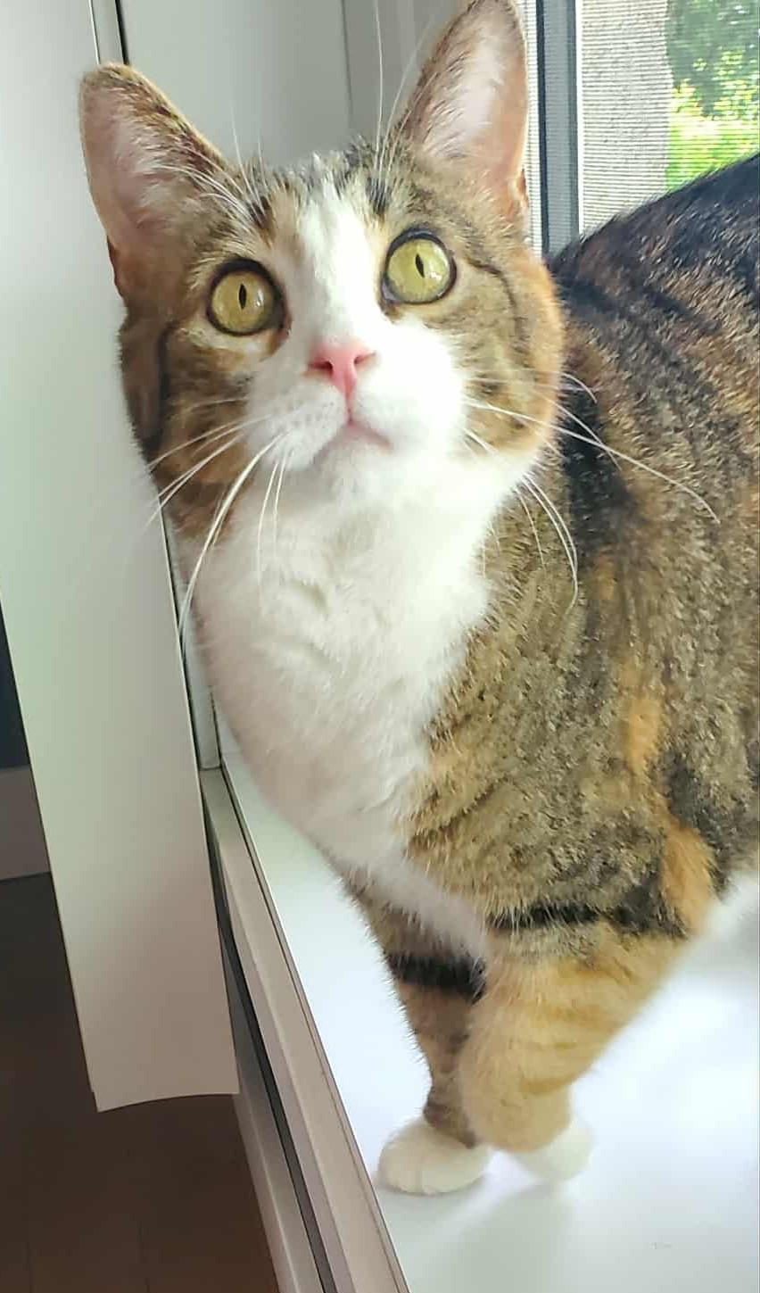 CAYENNE (CR/SC), Adoptable, Adult Female Domestic Short Hair.