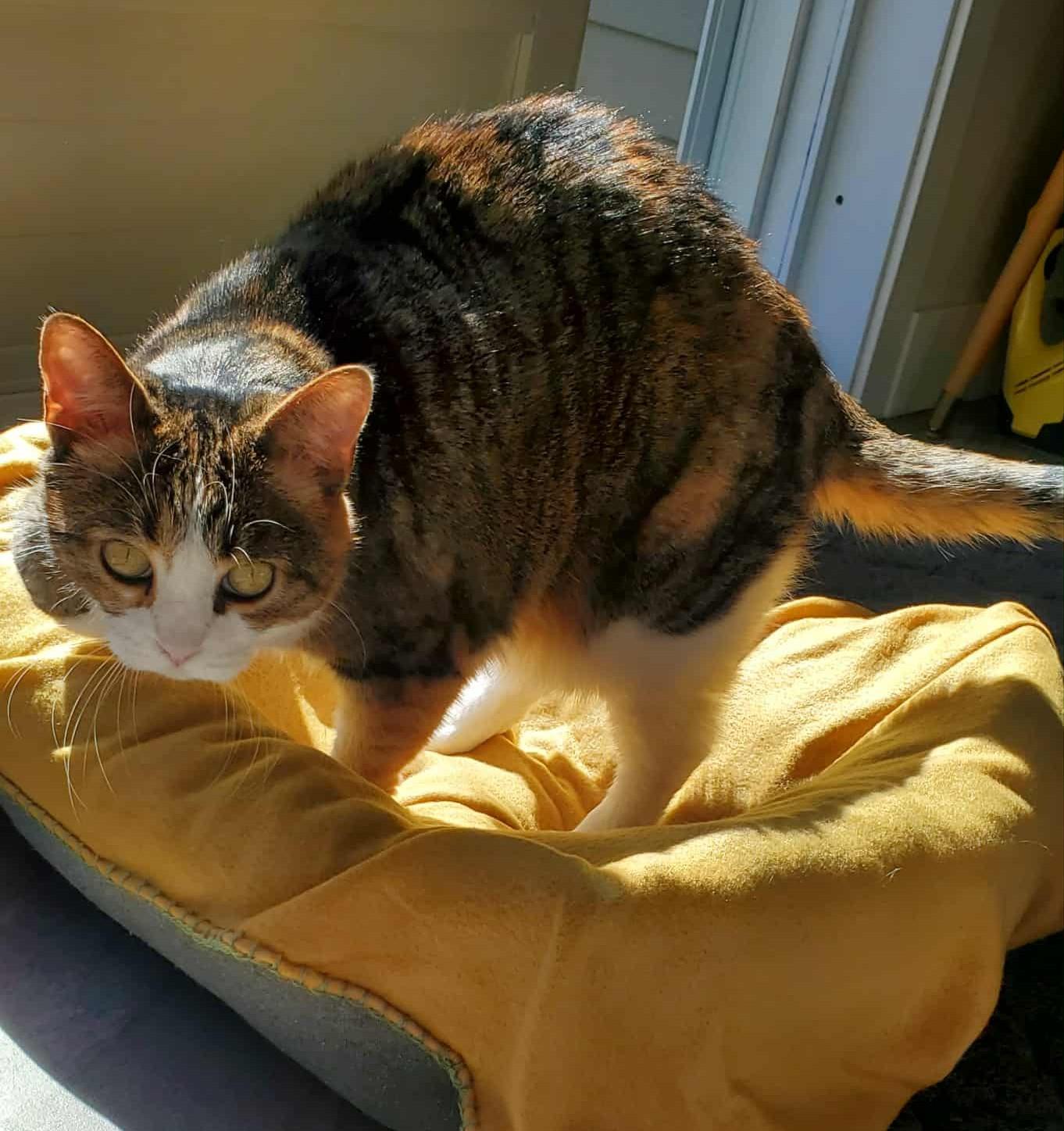 Enlarge CAYENNE (CR/SC), a Adoptable Domestic Short Hair in Sainte-Angele-de-Monnoir, QC image 2/9