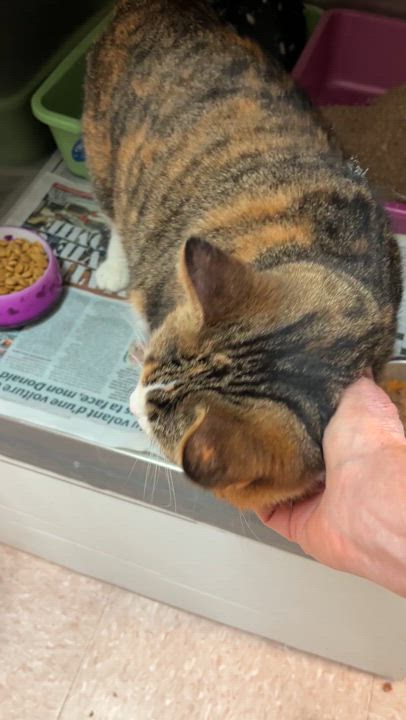 Enlarge CAYENNE (CR/SC), a Adoptable Domestic Short Hair in Sainte-Angele-de-Monnoir, QC video 9/9