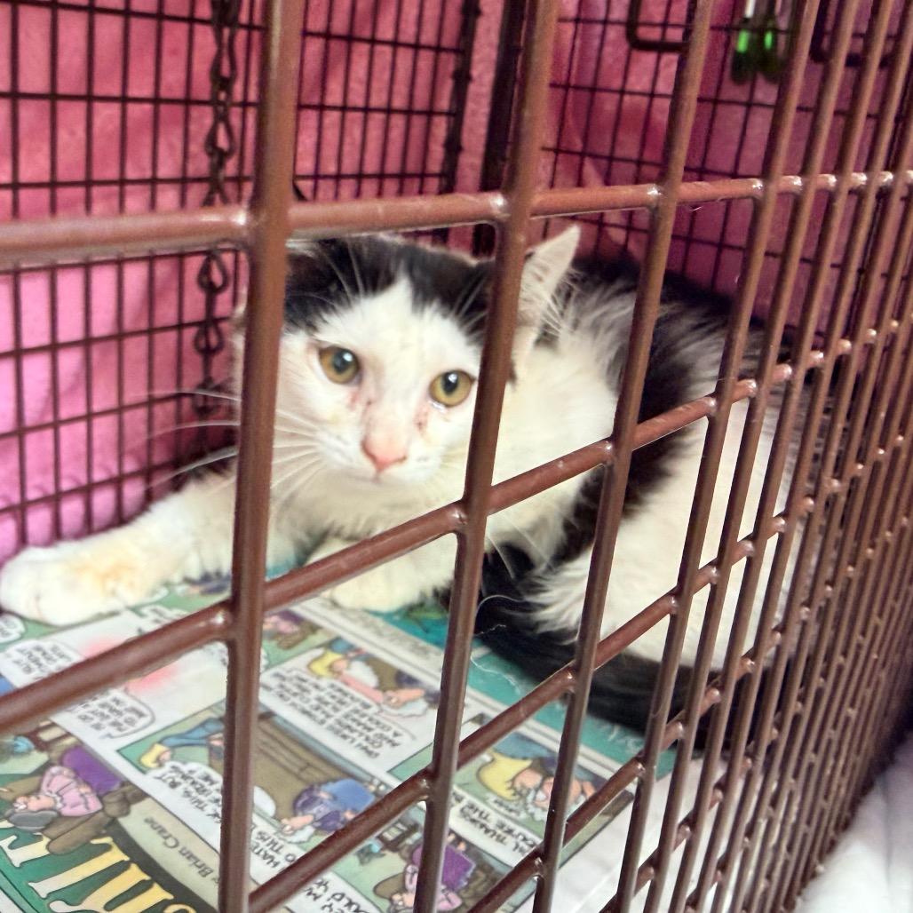 Comet, Adoptable, Kitten Male Domestic Short Hair.