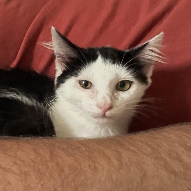Enlarge Comet, a Adoptable Domestic Short Hair in Aldie, VA image 2/3