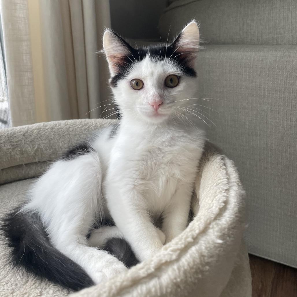 Enlarge Comet, a Adoptable Domestic Short Hair in Aldie, VA image 3/3