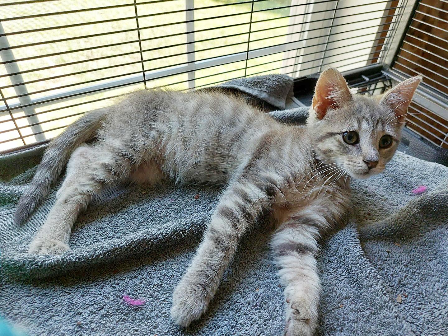 Enlarge Parker and Posey - bonded siblings, a Adoptable mixed breed in Harrisburg, PA image 4/6