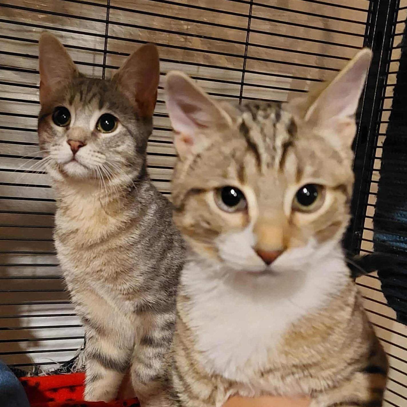 Enlarge Parker and Posey - bonded siblings, a Adoptable mixed breed in Harrisburg, PA image 1/6