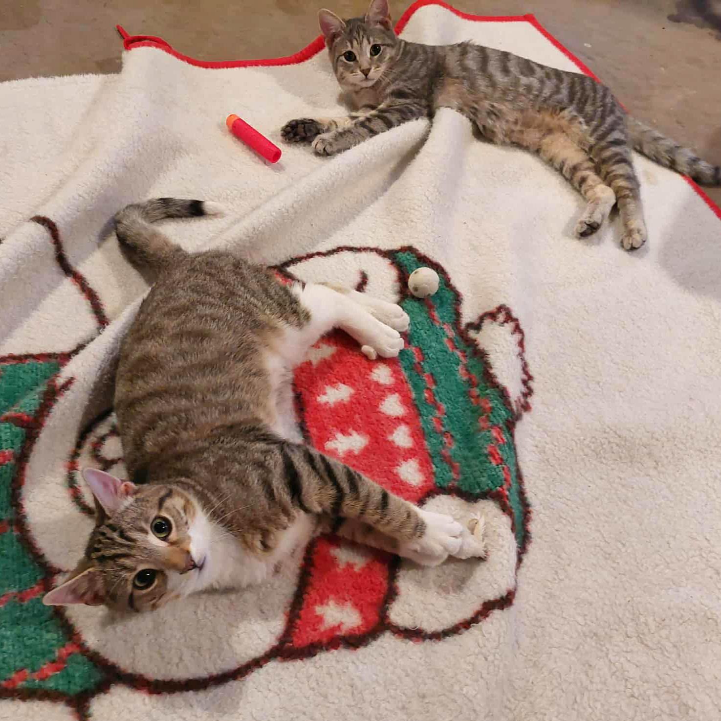 Enlarge Parker and Posey - bonded siblings, a Adoptable mixed breed in Harrisburg, PA image 2/6