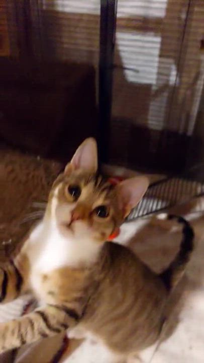 Enlarge Parker and Posey - bonded siblings, a Adoptable mixed breed in Harrisburg, PA video 6/6