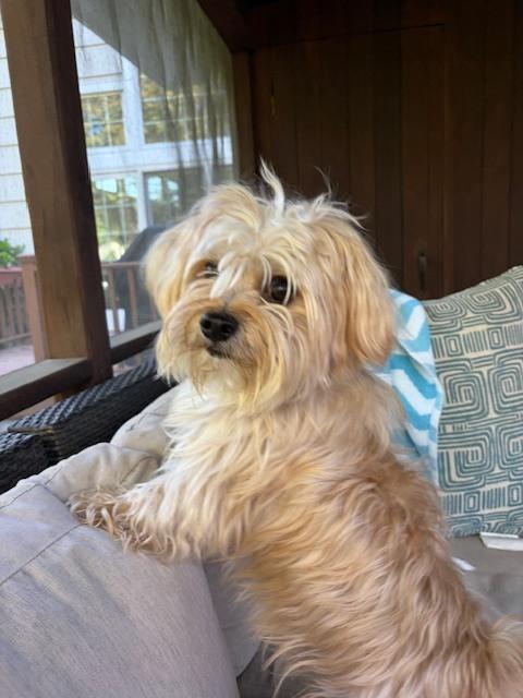 Enlarge Munchie, a Adoptable mixed breed in Huntington, NY image 2/4