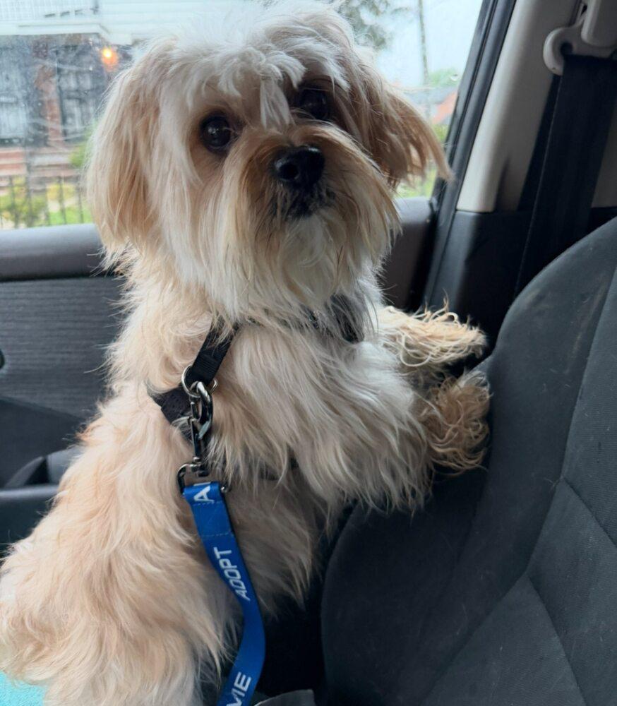 Enlarge Munchie, a Adoptable mixed breed in Huntington, NY image 3/4