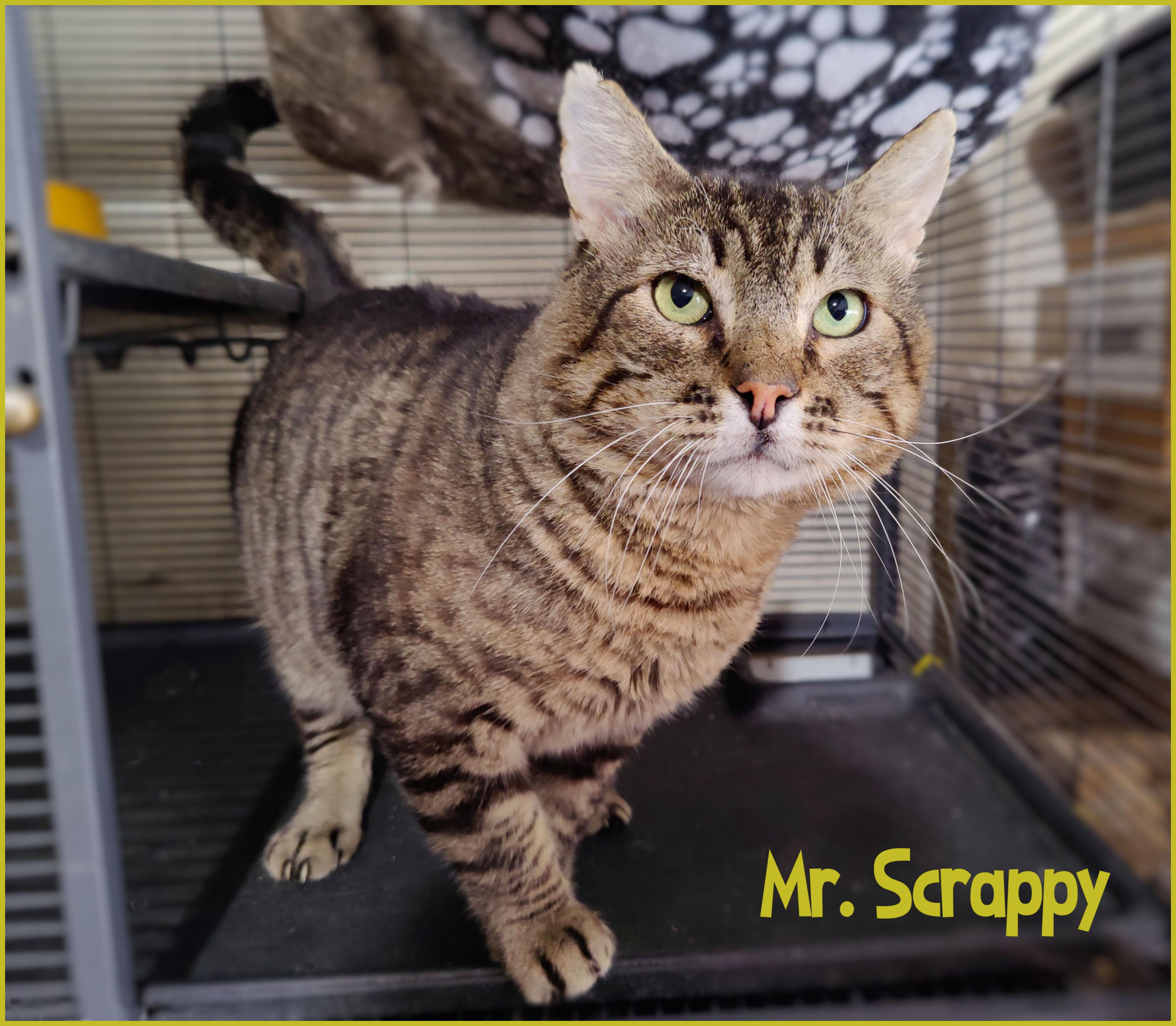 Mr. Scrappy, Adopted, Adult Male Tabby.