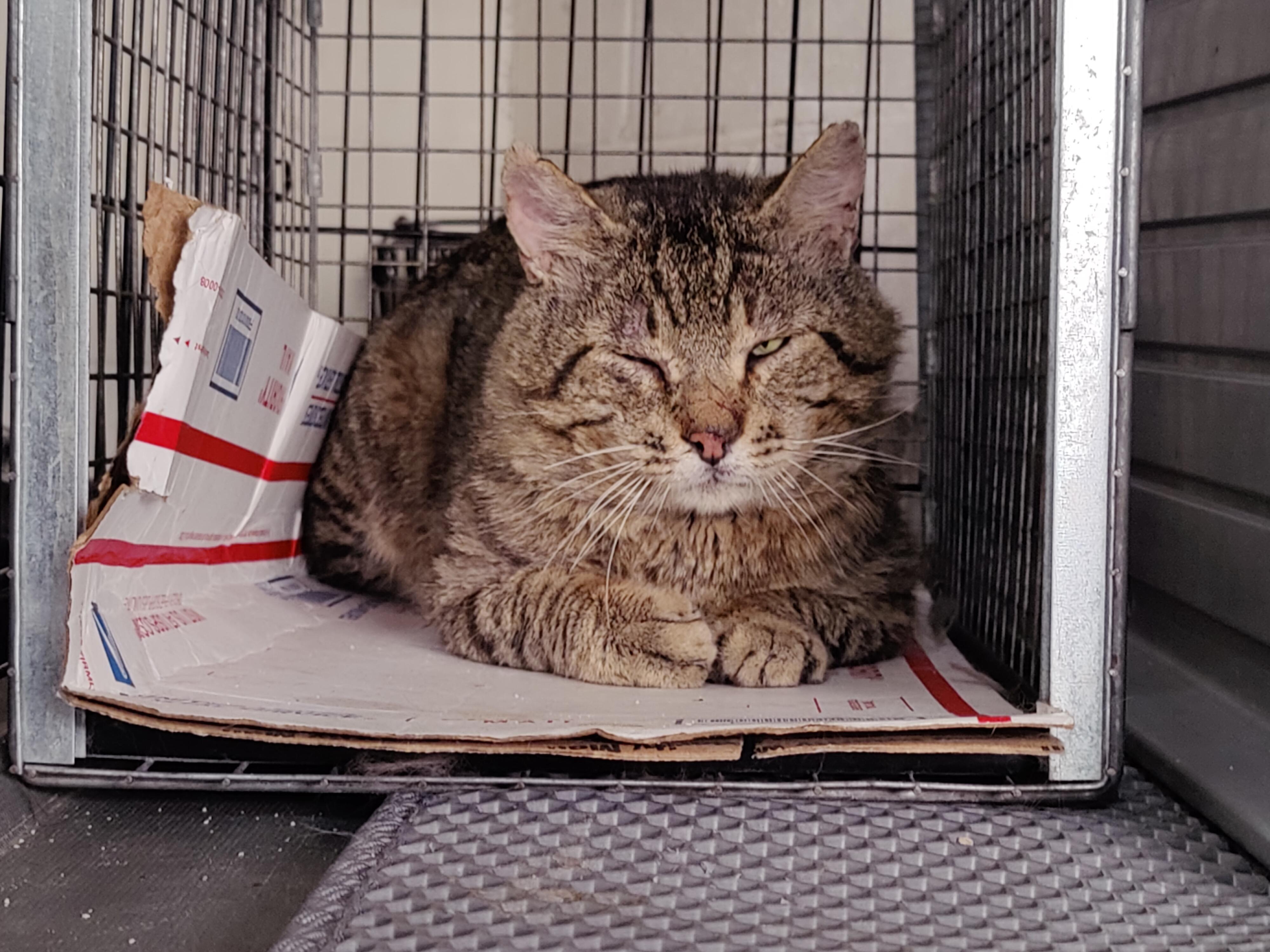 Enlarge Mr. Scrappy, a Adopted Tabby in Sherman Oaks, CA image 2/5