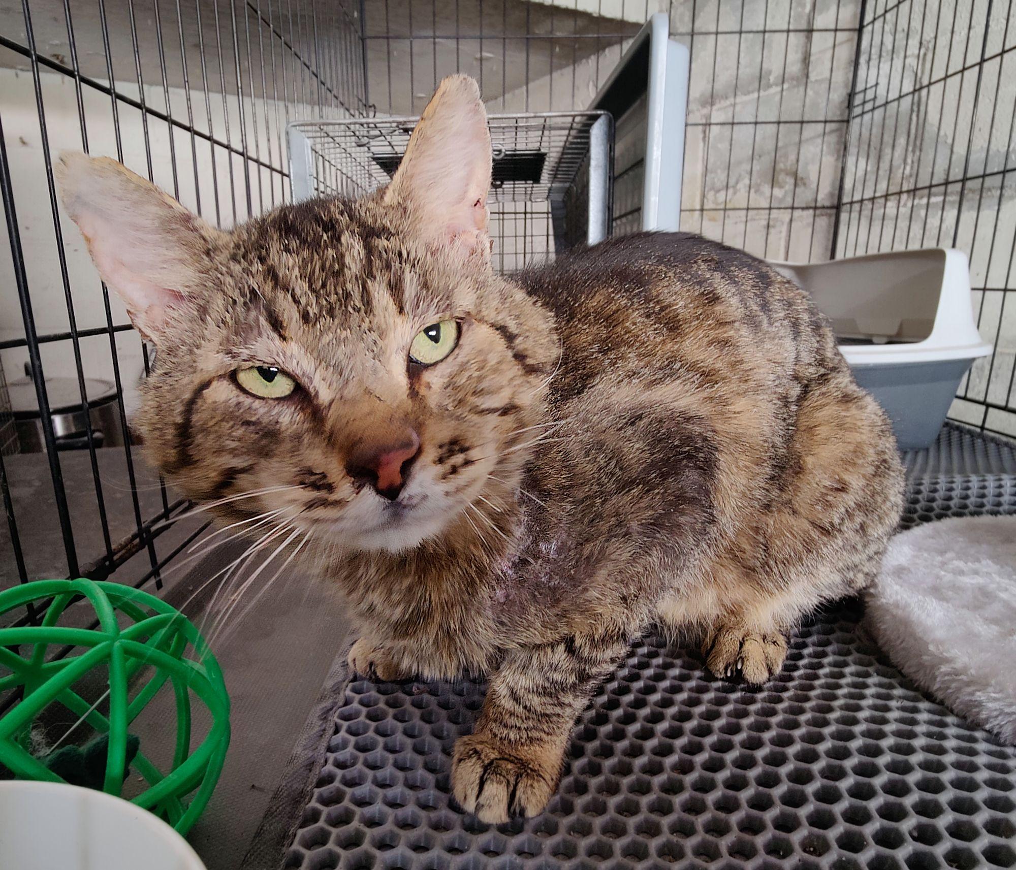 Enlarge Mr. Scrappy, a Adopted Tabby in Sherman Oaks, CA image 3/5