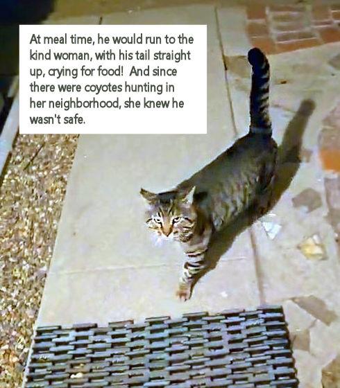 Enlarge Mr. Scrappy, a Adopted Tabby in Sherman Oaks, CA image 4/5