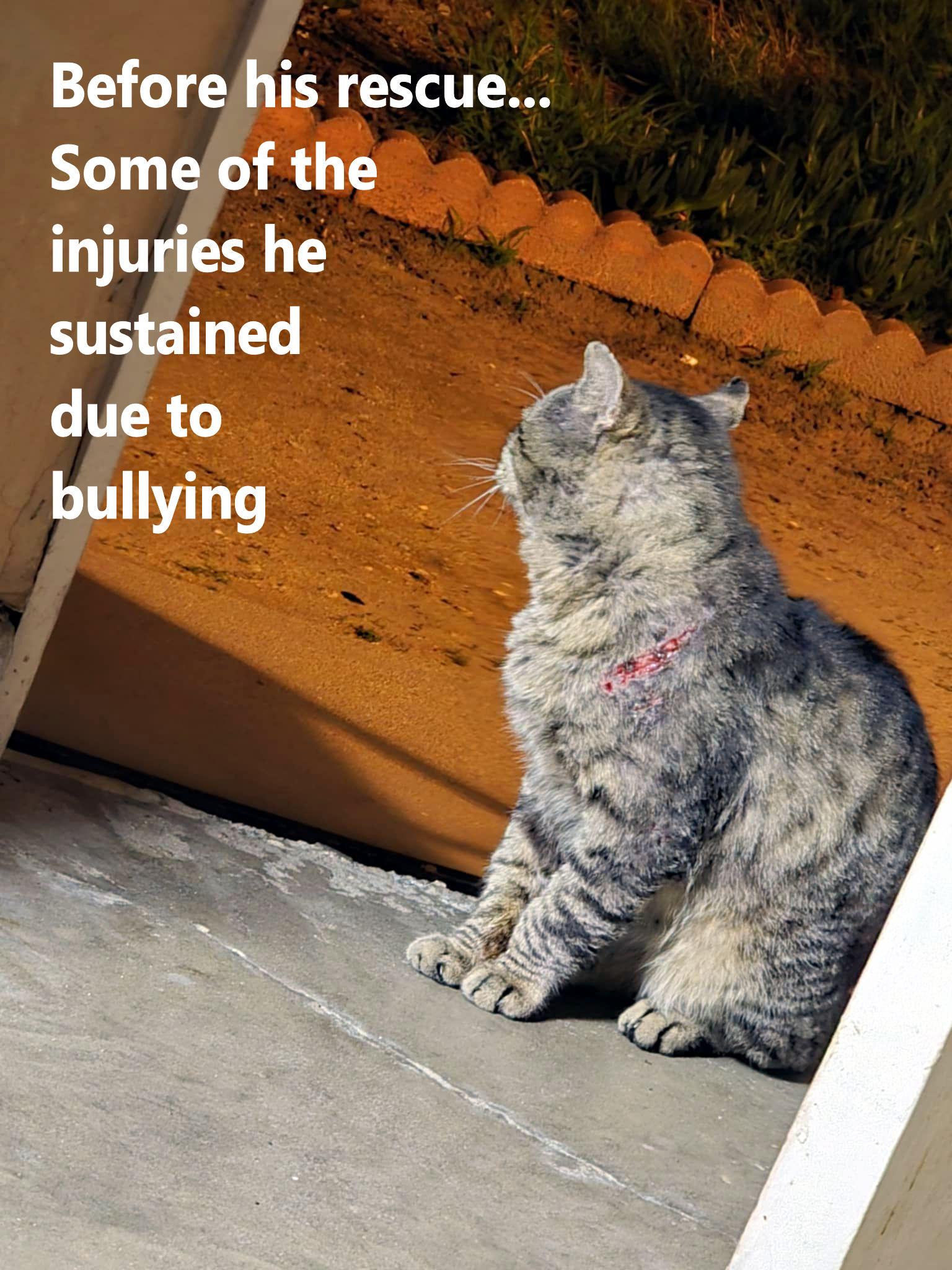 Enlarge Mr. Scrappy, a Adopted Tabby in Sherman Oaks, CA image 5/5