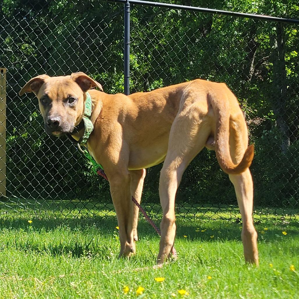 Oogie Boogie, a Adoptable mixed breed in Cabot, AR image 1/6