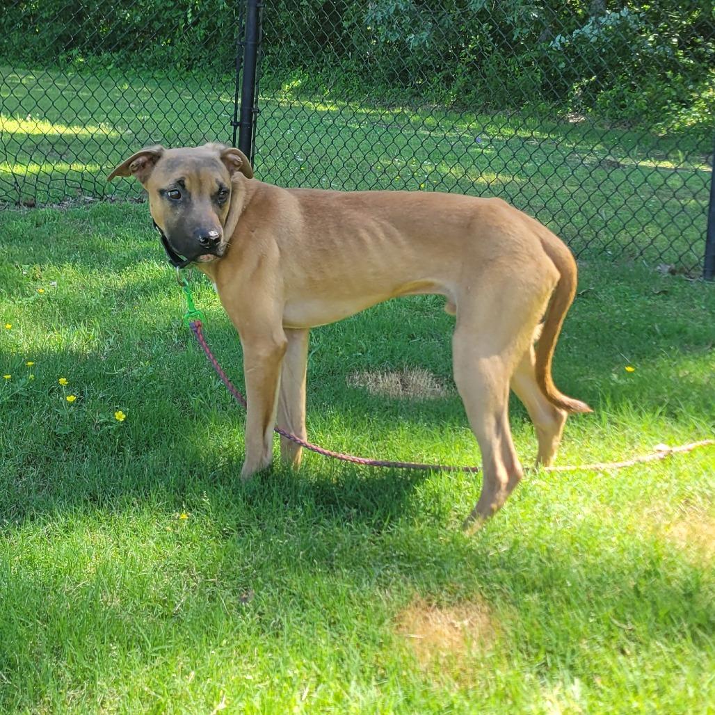 Oogie Boogie, a Adoptable mixed breed in Cabot, AR image 2/6