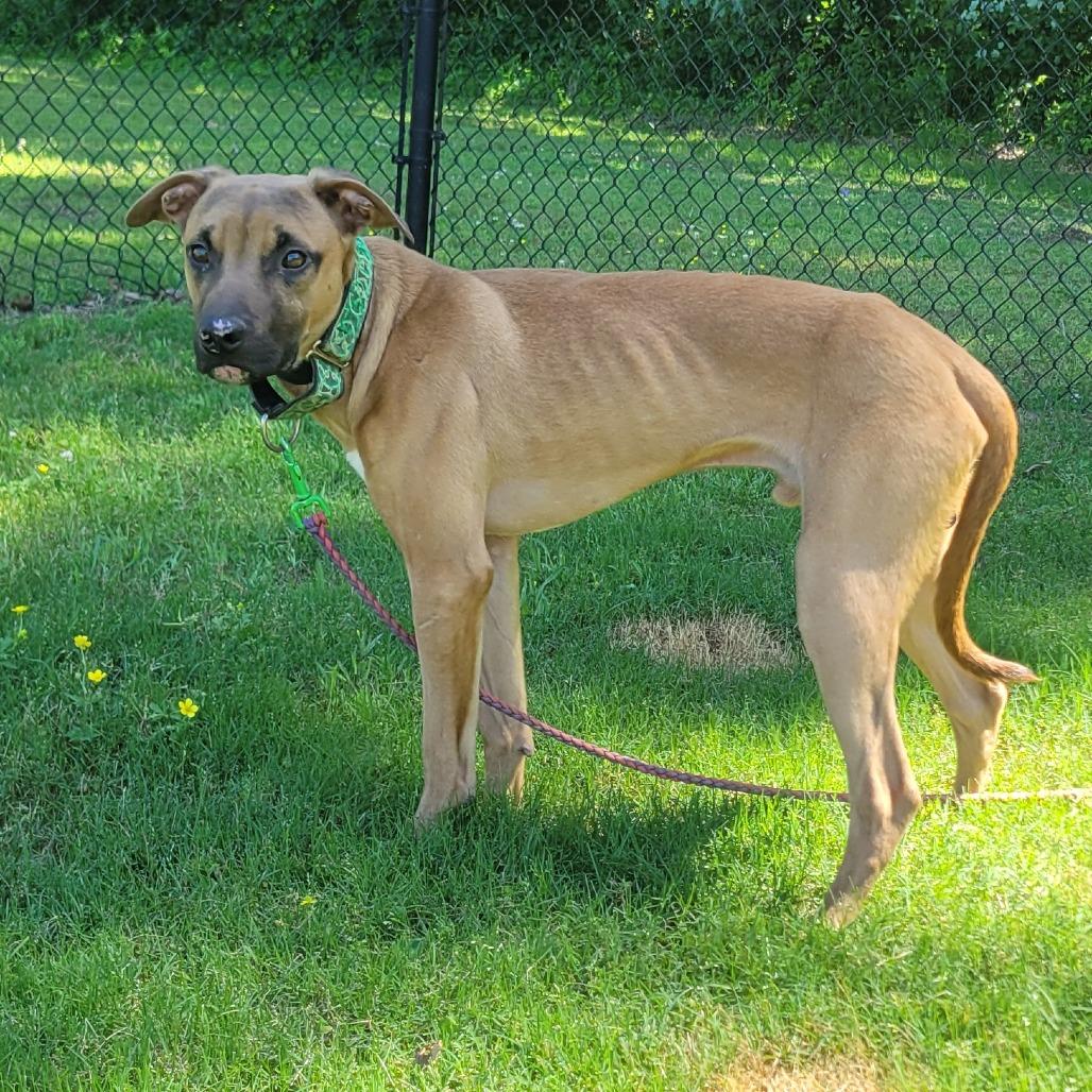 Oogie Boogie, a Adoptable mixed breed in Cabot, AR image 3/6