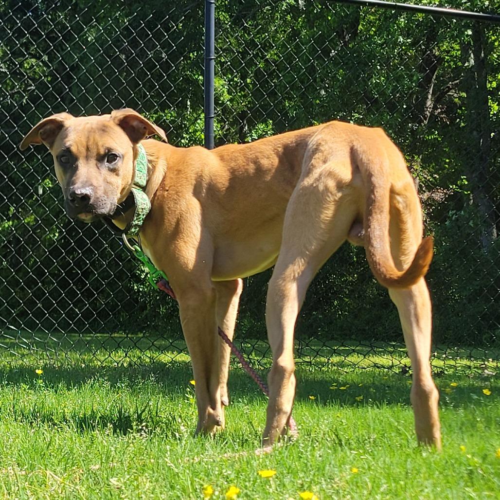 Oogie Boogie, a Adoptable mixed breed in Cabot, AR image 4/6