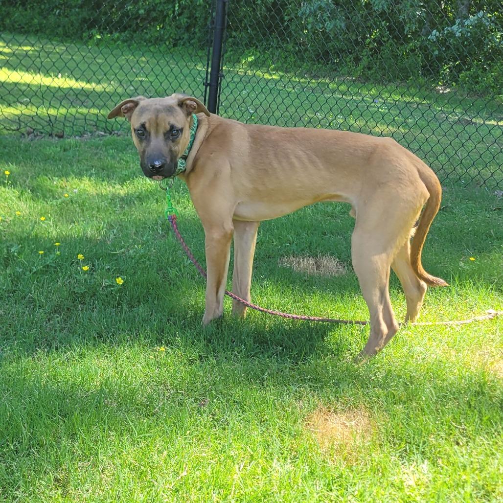Oogie Boogie, a Adoptable mixed breed in Cabot, AR image 5/6