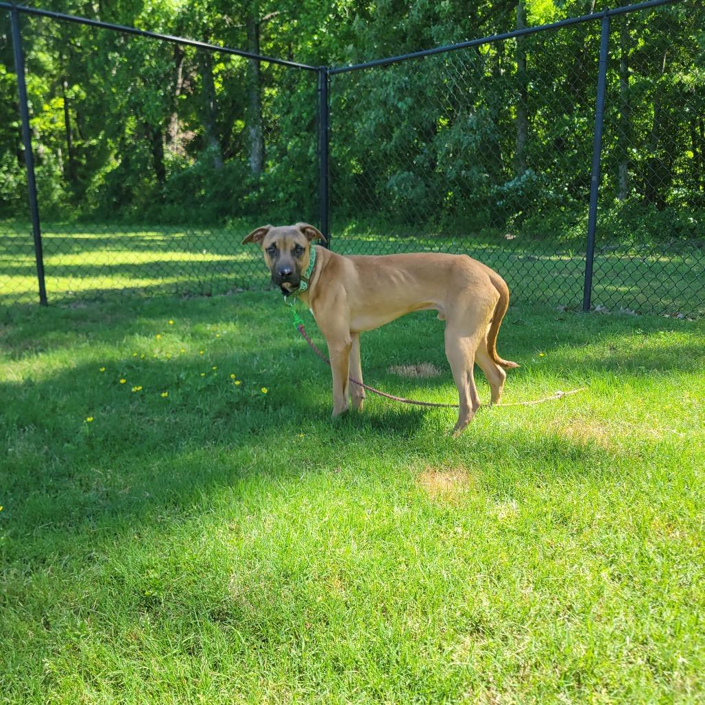 Oogie Boogie, a Adoptable mixed breed in Cabot, AR image 6/6