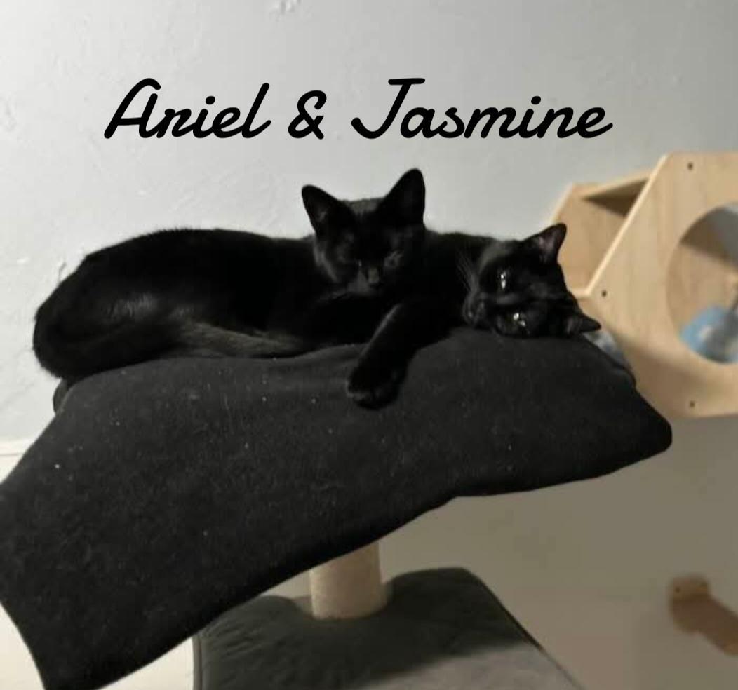 Jasmine, Adoptable, Young Female Domestic Short Hair.