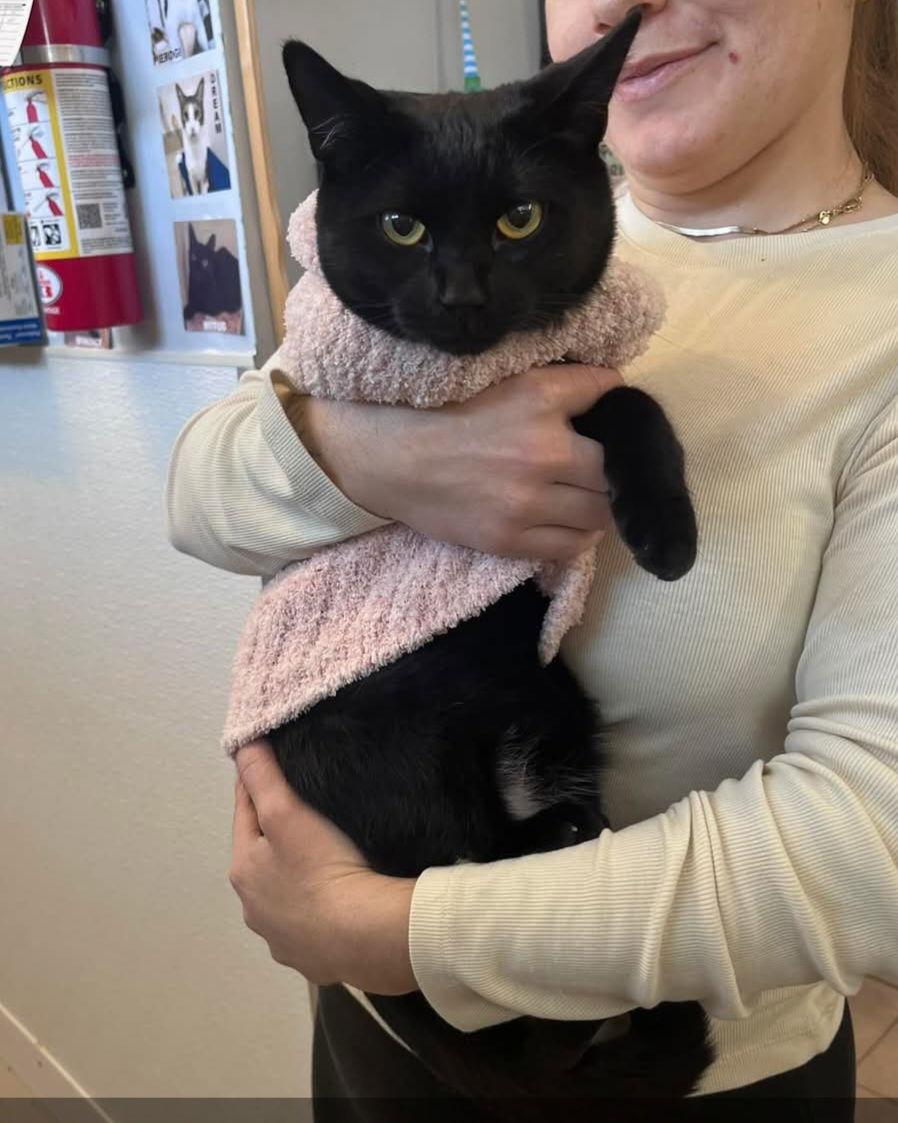 Jasmine, Adoptable, Young Female Domestic Short Hair.