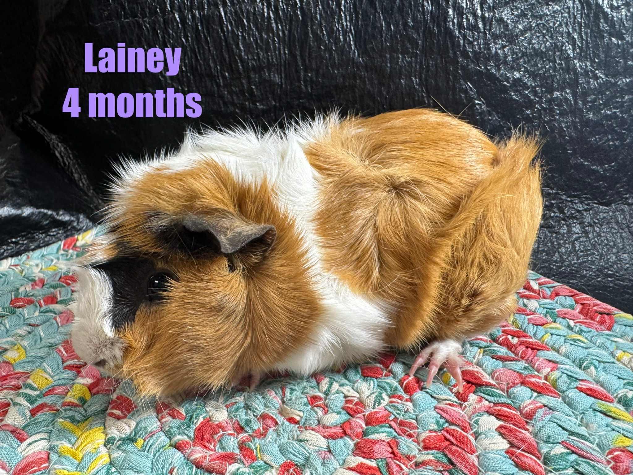 Lainey, adopted, Baby Female Abyssinian.