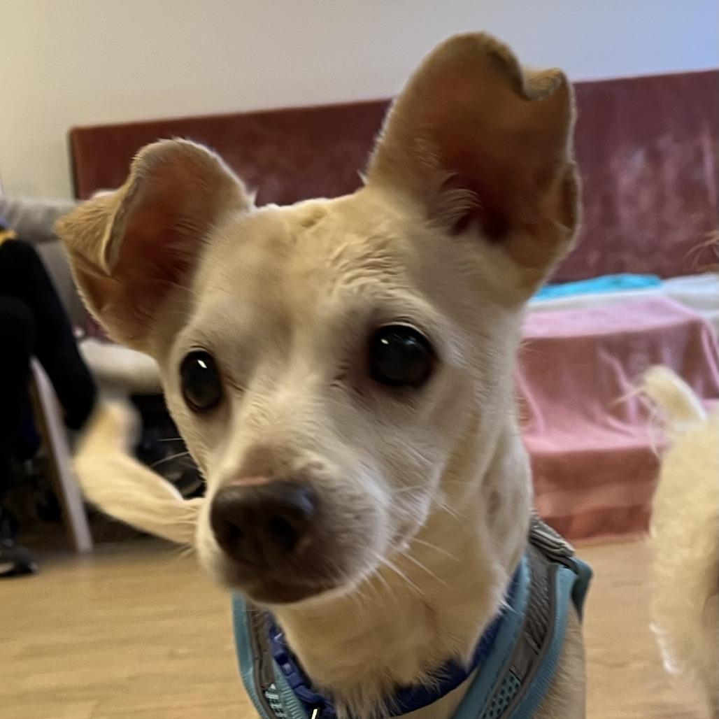 Eddy Grant 14521, Adoptable, Senior Male Terrier & Chihuahua.