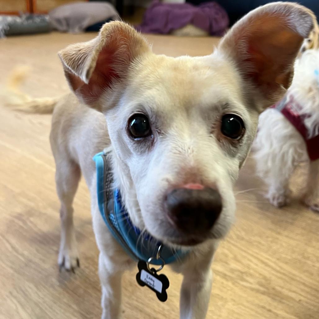 Enlarge Eddy Grant 14521, a Adoptable mixed breed in San Francisco, CA image 2/6