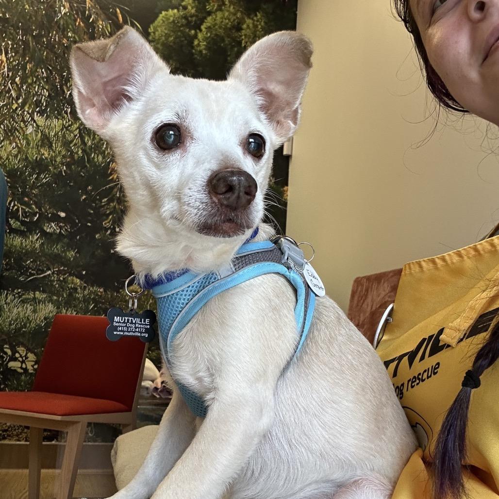 Enlarge Eddy Grant 14521, a Adoptable mixed breed in San Francisco, CA image 3/6